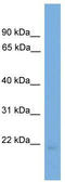 Endothelin 2 antibody, TA340037, Origene, Western Blot image 