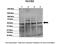 Nucleobindin 2 antibody, 28-511, ProSci, Western Blot image 