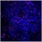Interleukin 1 Beta antibody, NB600-633, Novus Biologicals, Immunofluorescence image 