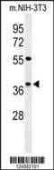 Kelch Domain Containing 2 antibody, 61-676, ProSci, Western Blot image 