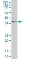 Ring Finger Protein 1 antibody, MA5-19823, Invitrogen Antibodies, Western Blot image 