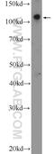 Ras Interacting Protein 1 antibody, 26064-1-AP, Proteintech Group, Western Blot image 