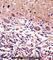 Cerebellar Degeneration Related Protein 2 antibody, abx028360, Abbexa, Western Blot image 