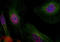 MDM2 Proto-Oncogene antibody, LS-C335021, Lifespan Biosciences, Immunofluorescence image 