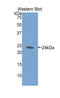 Glutathione Synthetase antibody, LS-C294277, Lifespan Biosciences, Western Blot image 