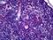 TCR Gamma antibody, orb94882, Biorbyt, Immunohistochemistry paraffin image 