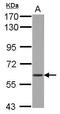 WD Repeat Domain 1 antibody, GTX102247, GeneTex, Western Blot image 