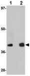 GATA Binding Protein 3 antibody, ab106625, Abcam, Western Blot image 