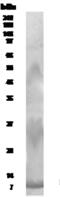 Resistin-like beta antibody, GTX30435, GeneTex, Western Blot image 