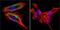 ATPase H+/K+ Transporting Subunit Beta antibody, GTX22866, GeneTex, Immunocytochemistry image 