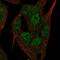 5'-Nucleotidase, Cytosolic IIIA antibody, PA5-52714, Invitrogen Antibodies, Immunofluorescence image 