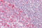 Pellino E3 Ubiquitin Protein Ligase 1 antibody, MBS248433, MyBioSource, Immunohistochemistry frozen image 