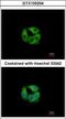 Propionyl-CoA Carboxylase Subunit Beta antibody, GTX105204, GeneTex, Immunocytochemistry image 
