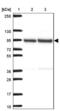 Transcription Termination Factor 1 antibody, NBP2-38740, Novus Biologicals, Western Blot image 