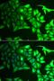 Aryl Hydrocarbon Receptor Interacting Protein Like 1 antibody, LS-C334733, Lifespan Biosciences, Immunofluorescence image 