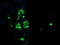 Calcium Modulating Ligand antibody, TA504636, Origene, Immunofluorescence image 