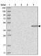 Kelch Domain Containing 3 antibody, PA5-56359, Invitrogen Antibodies, Western Blot image 