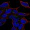 LYL1 Basic Helix-Loop-Helix Family Member antibody, PA5-67370, Invitrogen Antibodies, Immunofluorescence image 