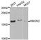 High Mobility Group Nucleosomal Binding Domain 2 antibody, abx004708, Abbexa, Western Blot image 