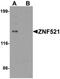 Zinc Finger Protein 521 antibody, orb137323, Biorbyt, Western Blot image 