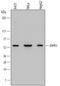 Death Associated Protein Kinase 3 antibody, MAB5290, R&D Systems, Western Blot image 