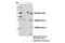 Lin-28 Homolog B antibody, 11965S, Cell Signaling Technology, Immunoprecipitation image 