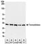 Transaldolase 1 antibody, NBP2-32217, Novus Biologicals, Western Blot image 