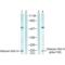 H2A Histone Family Member X antibody, SPC-1251D-A565, StressMarq, Western Blot image 