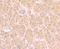 UDP-N-Acetylglucosamine Pyrophosphorylase 1 antibody, NBP2-76969, Novus Biologicals, Immunohistochemistry frozen image 