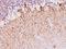 Neurofilament Heavy antibody, orb388513, Biorbyt, Immunohistochemistry paraffin image 