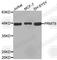 Protein Arginine Methyltransferase 8 antibody, A2326, ABclonal Technology, Western Blot image 