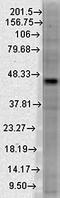 DNA Methyltransferase 3 Like antibody, orb67429, Biorbyt, Western Blot image 