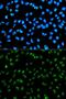 Fibrillarin antibody, GTX32604, GeneTex, Immunocytochemistry image 