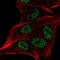 U6 snRNA-associated Sm-like protein LSm2 antibody, NBP2-38093, Novus Biologicals, Immunofluorescence image 