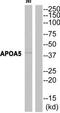 Apolipoprotein A5 antibody, TA312455, Origene, Western Blot image 