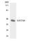 GATA Binding Protein 6 antibody, LS-C291982, Lifespan Biosciences, Western Blot image 