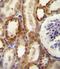 5'-Nucleotidase Ecto antibody, PA5-11870, Invitrogen Antibodies, Immunohistochemistry paraffin image 