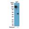 IgG1 antibody, NBP2-62006B, Novus Biologicals, Western Blot image 
