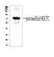 Methyl-CpG Binding Protein 2 antibody, A00047, Boster Biological Technology, Western Blot image 
