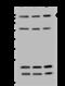 Ubiquitin Like Modifier Activating Enzyme 6 antibody, 203780-T36, Sino Biological, Western Blot image 
