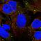 Syntabulin antibody, HPA053057, Atlas Antibodies, Immunocytochemistry image 
