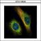 Transportin 2 antibody, GTX118529, GeneTex, Immunofluorescence image 