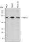 Peptidyl-prolyl cis-trans isomerase FKBP5 antibody, MAB4094, R&D Systems, Western Blot image 