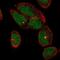 Tetratricopeptide Repeat Domain 30A antibody, NBP2-46792, Novus Biologicals, Immunocytochemistry image 