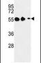 Galanin Receptor 1 antibody, PA5-26355, Invitrogen Antibodies, Western Blot image 