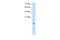 Cystatin B antibody, PA5-42771, Invitrogen Antibodies, Western Blot image 