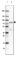 Pyridoxal Dependent Decarboxylase Domain Containing 1 antibody, HPA051484, Atlas Antibodies, Western Blot image 