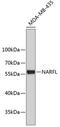 Cytosolic Iron-Sulfur Assembly Component 3 antibody, 19-129, ProSci, Western Blot image 