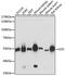 Glutathione Synthetase antibody, GTX35220, GeneTex, Western Blot image 