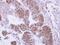 Protein Phosphatase 4 Catalytic Subunit antibody, GTX108299, GeneTex, Immunohistochemistry paraffin image 